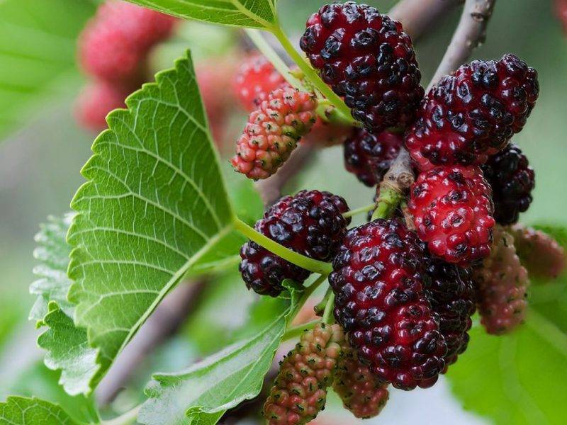 Шелковица купить саженцы из питомнике в Бугуруслане