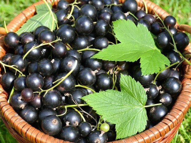 Смородина купить саженцы из питомника в Бугуруслане