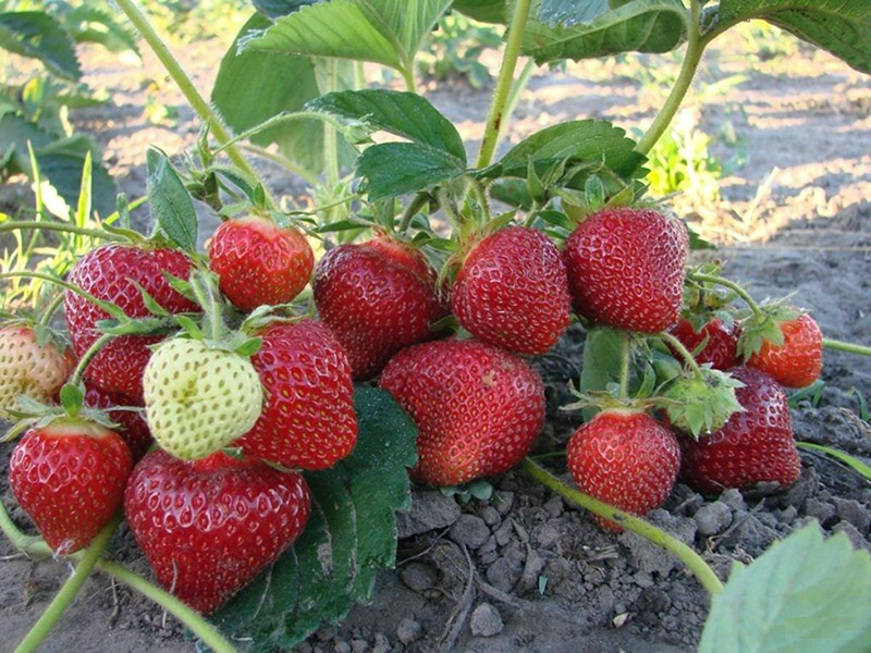 Клубника купить саженцы из питомника в Бугуруслане