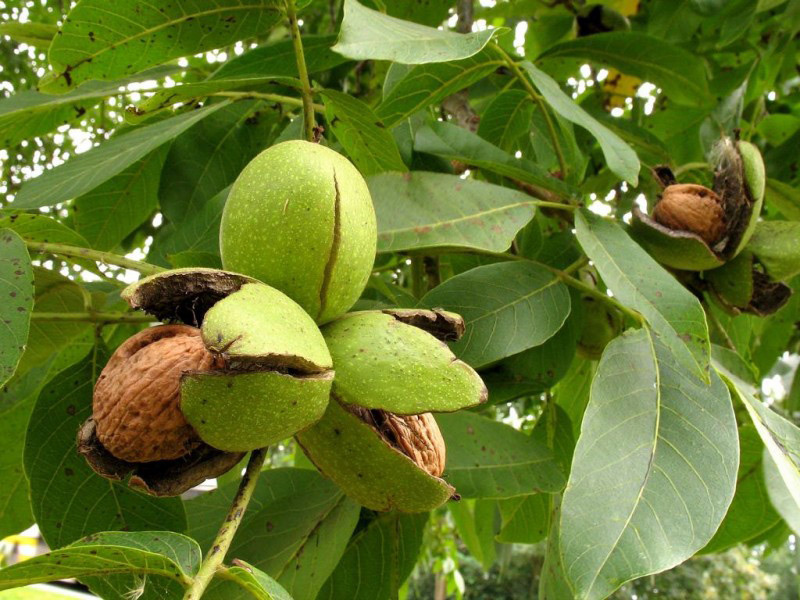 Грецкий орех купить саженцы из питомника в Бугуруслане