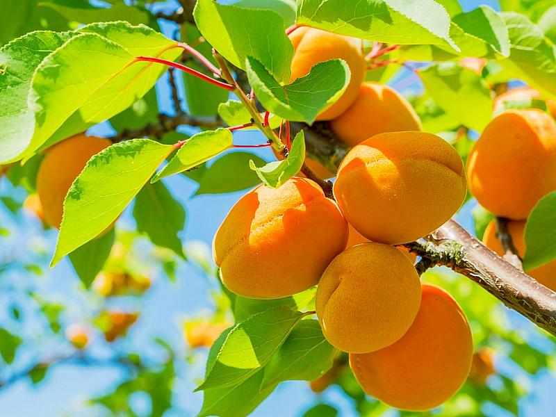 Абрикос купить саженцы из питомнике в Бугуруслане