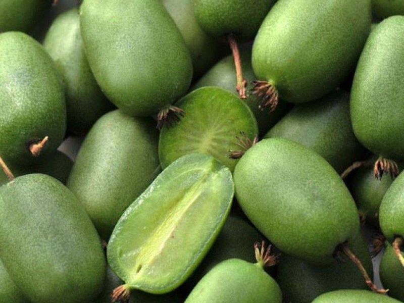 Актинидия купить саженцы из питомнике в Бугуруслане