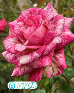 Роза "ИНЕСС САСТР"