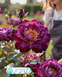 Роза "ДЬЯБЛЕС ДЕ МЕР