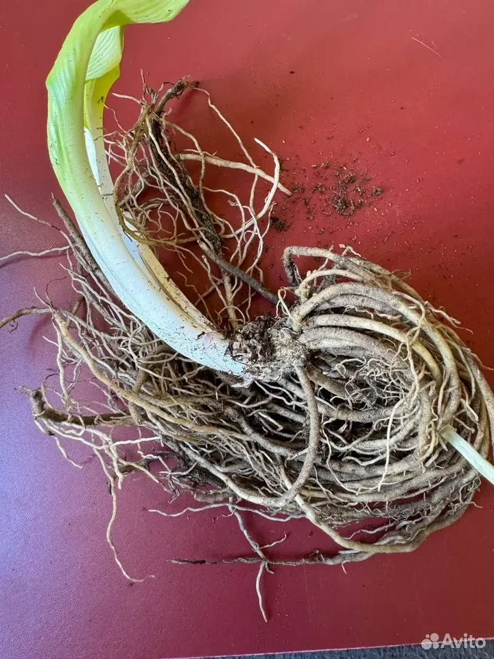 Хоста "КАРИН"