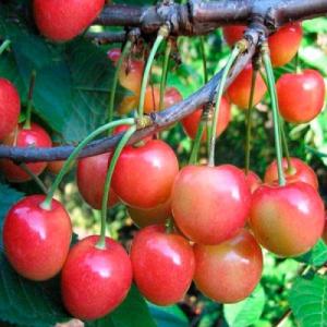 Черешня "ЮЛИЯ"