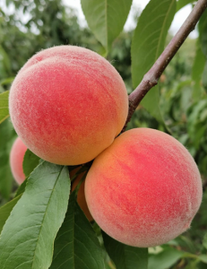 Персик "КАНАДИАН ХАРМОНИ"  (срок созревания конец августа)